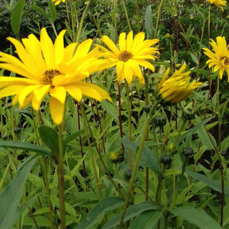 Plant image Helianthus x laetiflorus