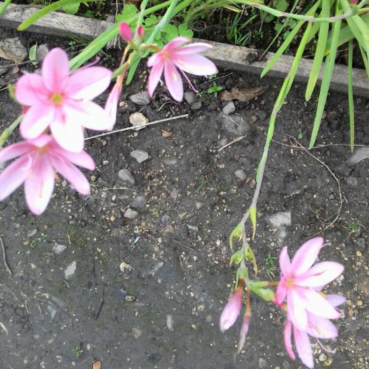 Plant image Hesperantha coccinea 'Jennifer' syn. Schizostylis coccinea 'Jennifer'