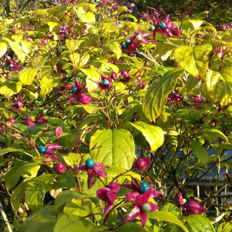 Plant image Clerodendrum trichotomum