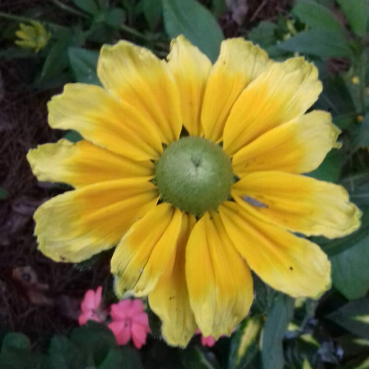 Plant image Rudbeckia hirta 'Prairie Sun'