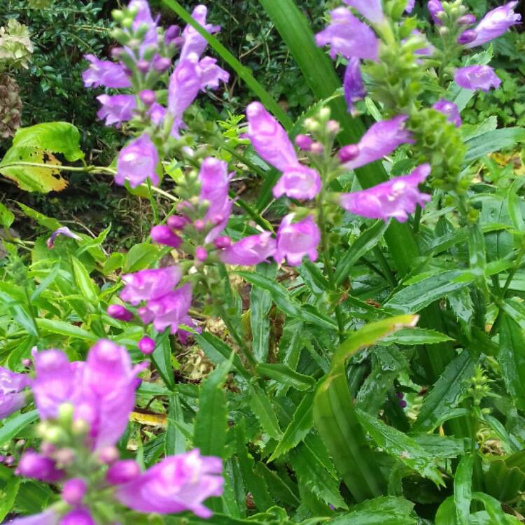 Plant image Physostegia virginiana