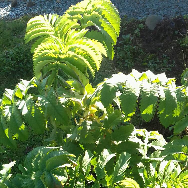 Plant image Melianthus major