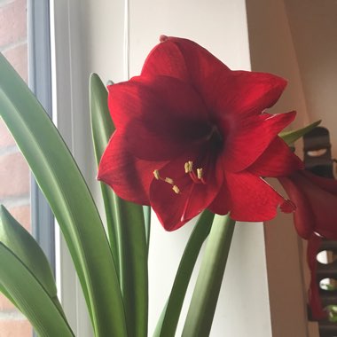 Hippeastrum 'Red Lion'