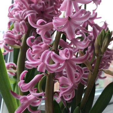 Hyacinth