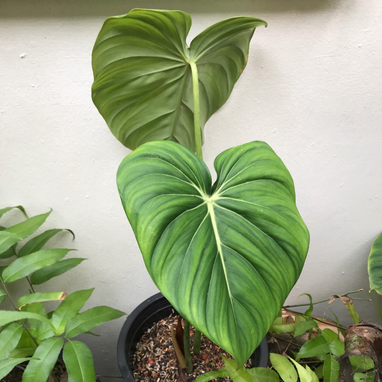 Plant image Philodendron pastazanum