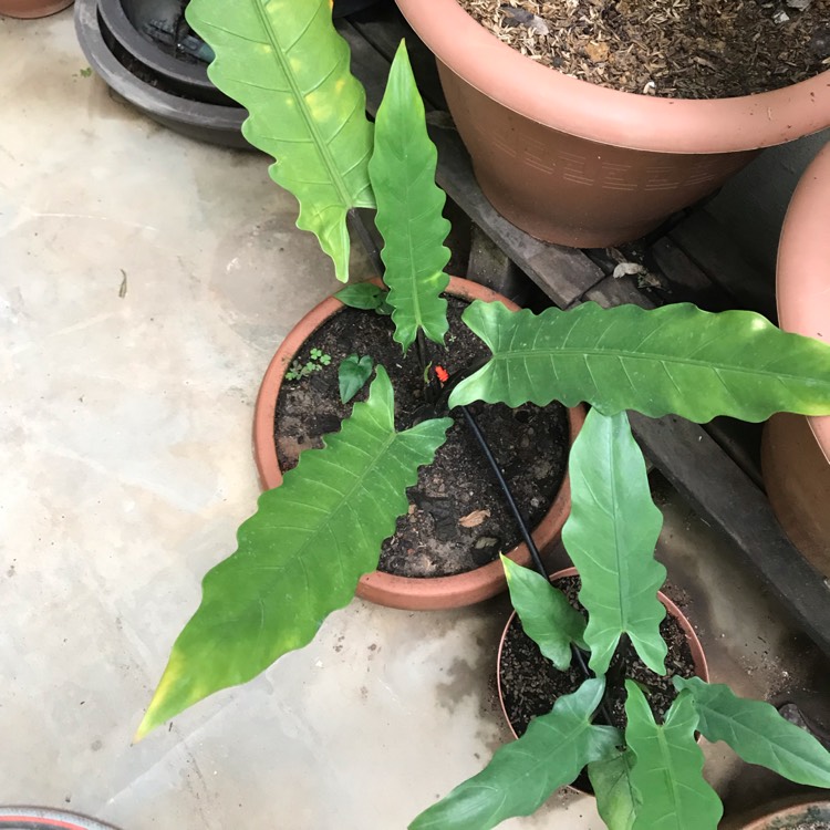 Plant image Alocasia lauterbachiana