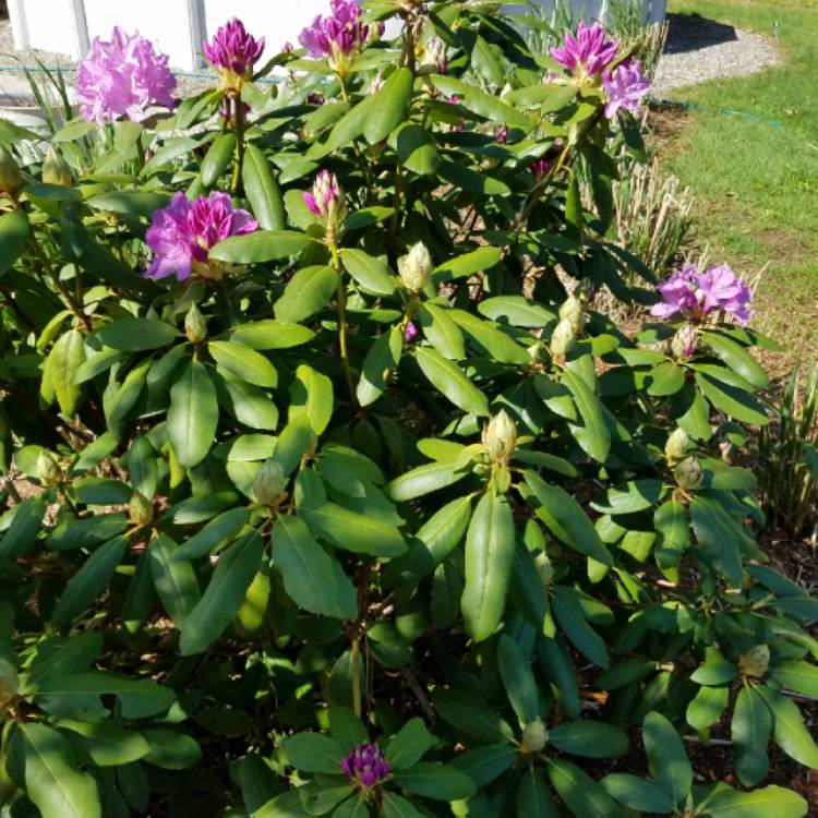 Plant image Rhododendron insigne