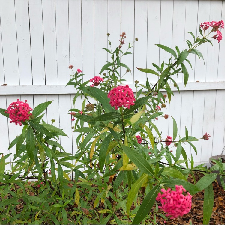 Plant image Rondeletia  Leucophylla