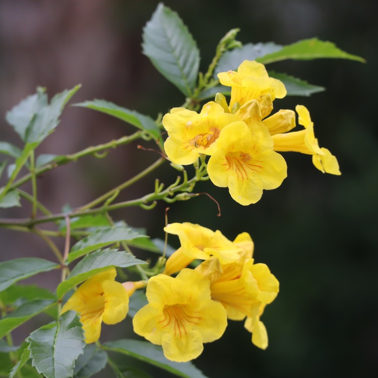 Plant image Tecoma Stans 'Gold Star' syn. Tecoma stans 'Lonesp'