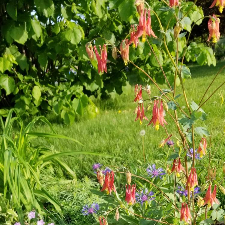 Plant image Aquilegia Canadensis