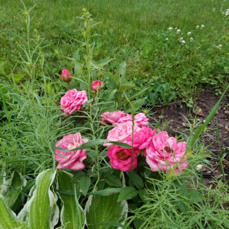 Plant image Rosa 'Pink Princess'