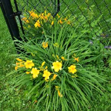 Daylily 'Stella De Oro'