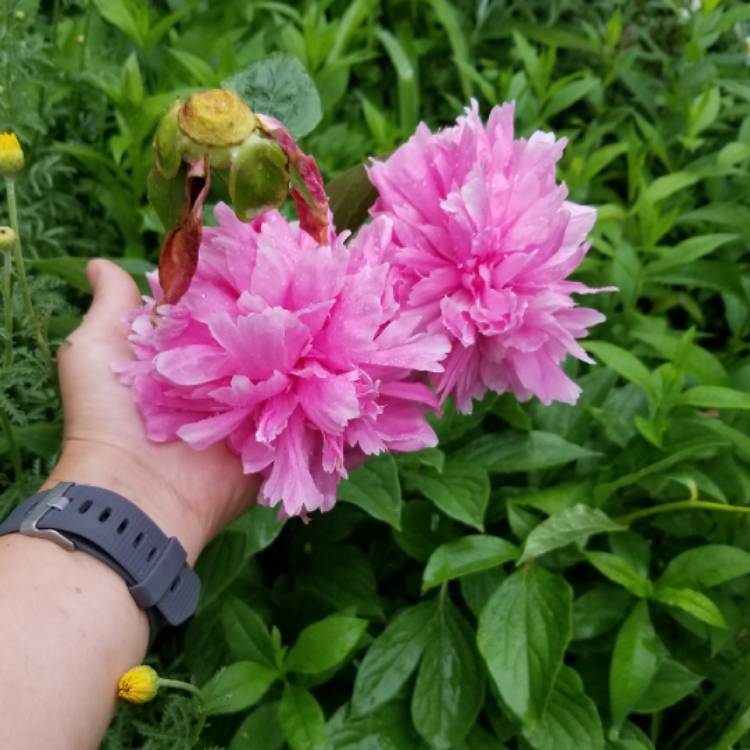 Plant image Paeonia lactiflora 'Monsieur Jules Elie'