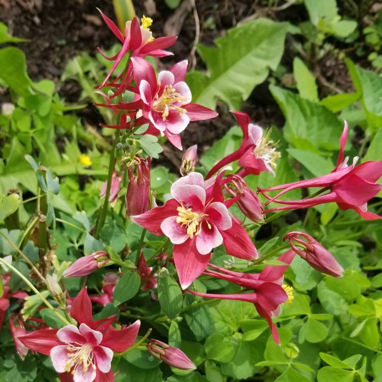 Plant image Aquilegia hybrida 'Crimson Star'