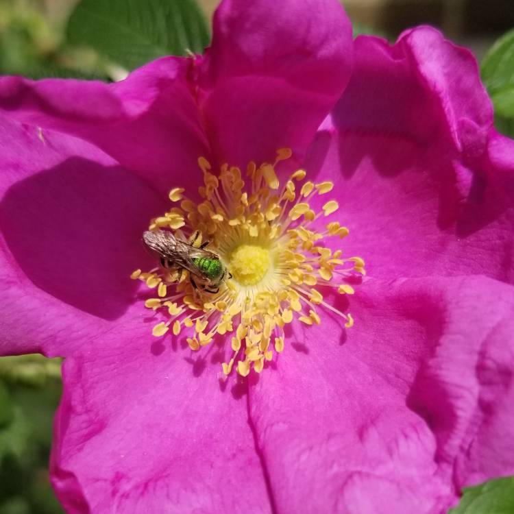 Plant image Rosa 'Carolina'