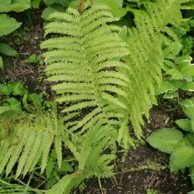 Common Lady Fern