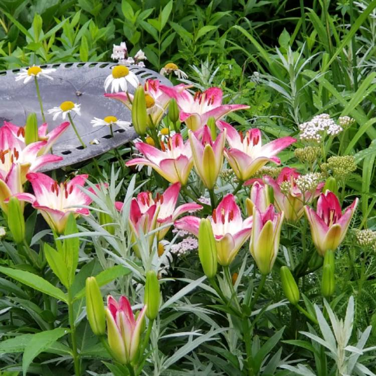 Plant image Lilium 'Holebibi' syn. Lilium 'Lollypop'