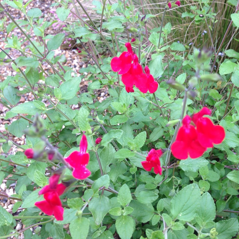 Plant image Salvia Involucrata