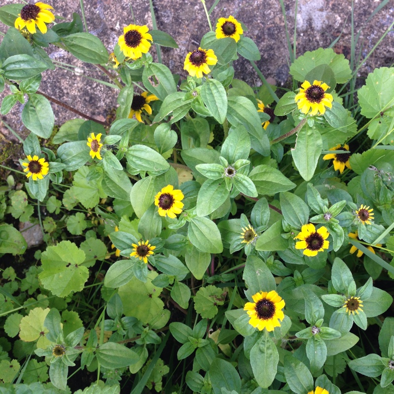 Plant image Sanvitalia procumbens