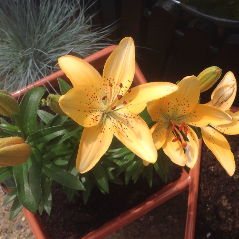 Plant image Lilium 'Apricot Joy'