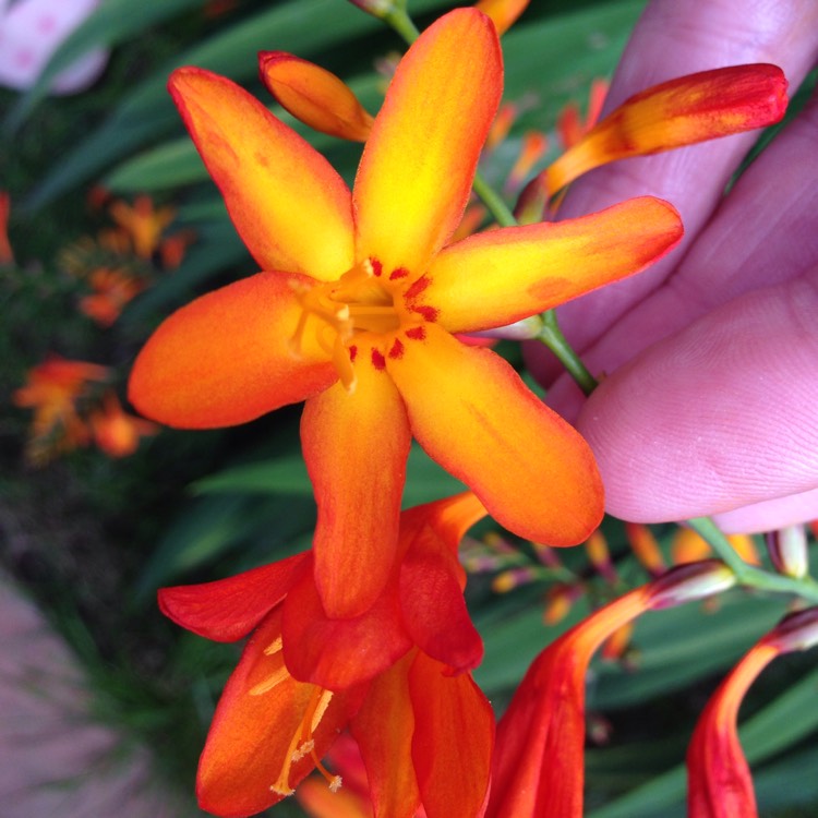 Plant image Crocosmia x crocosmiiflora 'Twilight Fairy Gold'