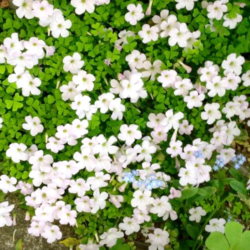 Oxalis Incarnata