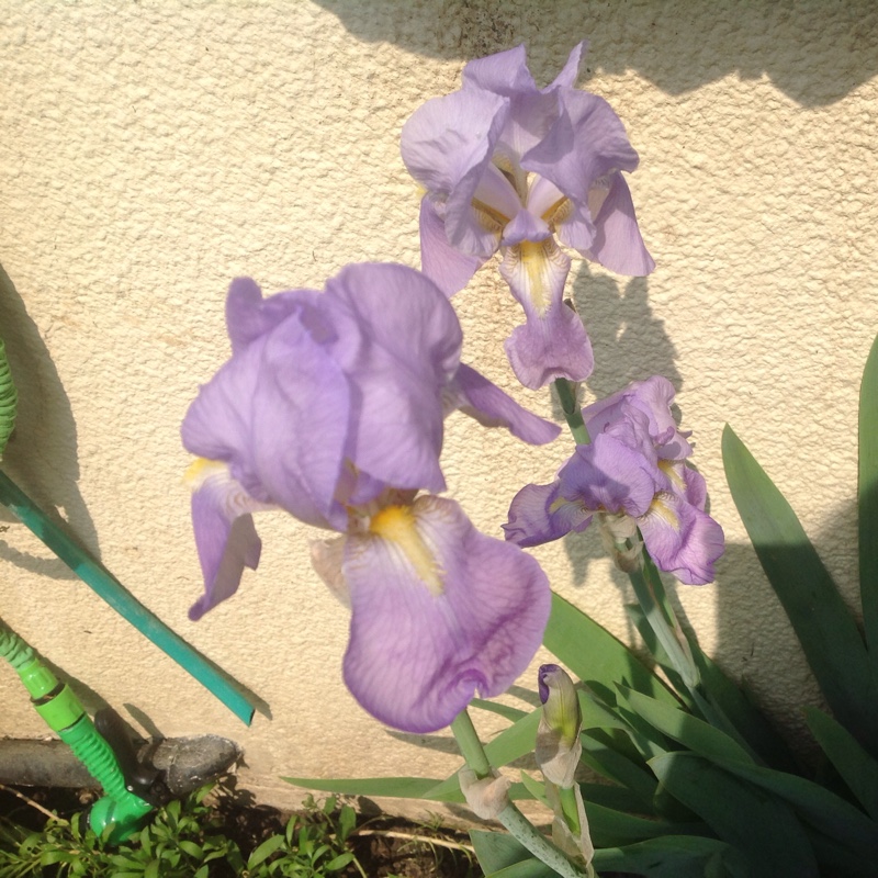 Plant image Iris Japonica