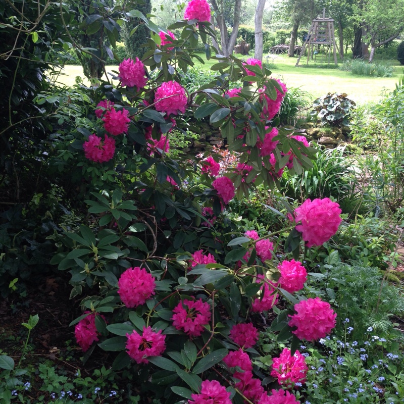 Plant image Rhododendron 'Lilofee'