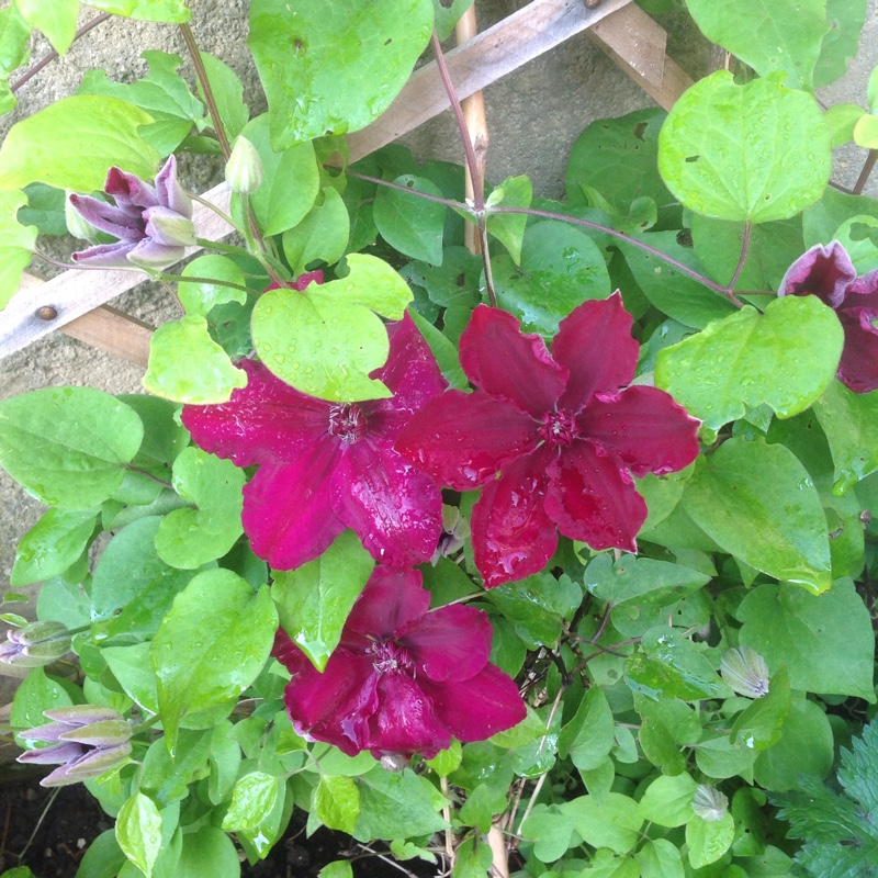 Plant image Clematis 'Westerplatte'