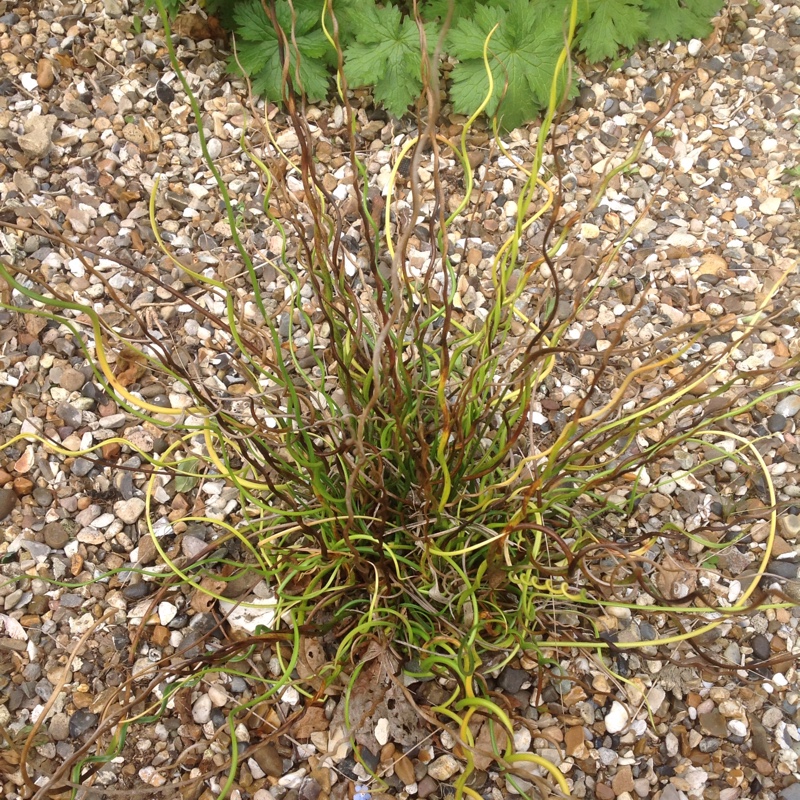 Plant image Juncus filiformis