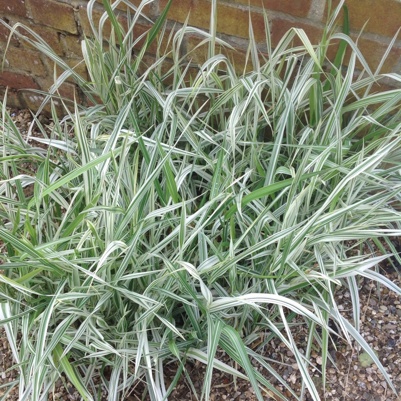 Plant image Carex oshimensis 'Everest'