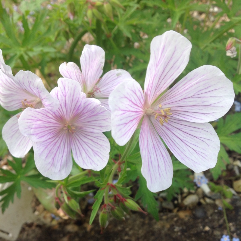 Plant image Geranium clarkei 'Kashmir White'