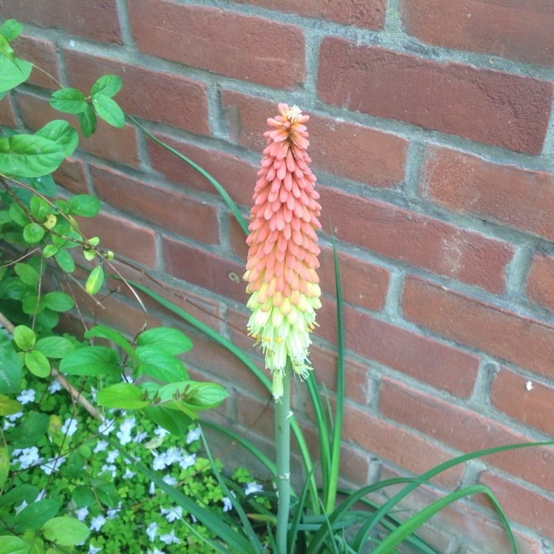 Plant image Kniphofia 'Tetbury Torch'