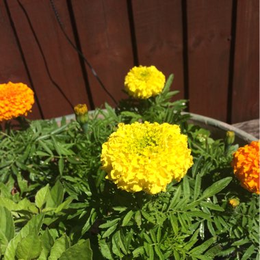 African Marigold