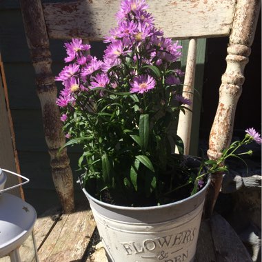 Aster 'Eventide'