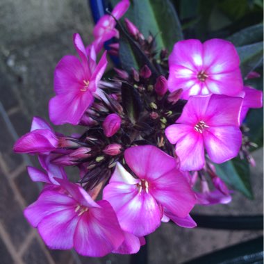 Phlox