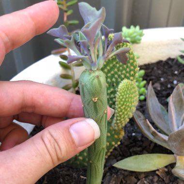 Senecio articulatus