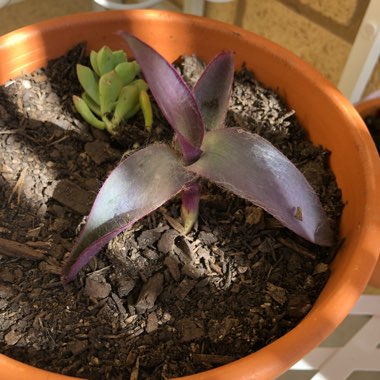 Purple-Heart Spiderwort 'Purpurea'