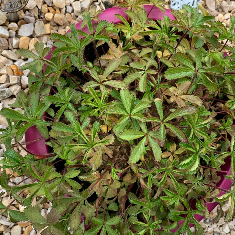 Plant image Potentilla nepalensis 'Ron McBeath'