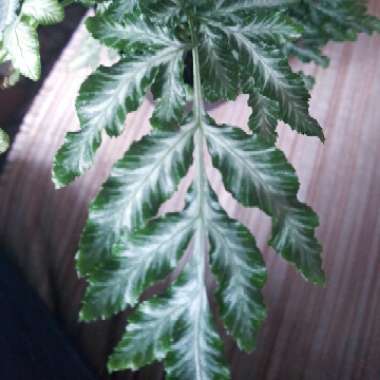 Pteris Argyraea