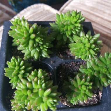 Sedum mexicanum