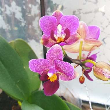 Phalaenopsis amabilis (Miniature)