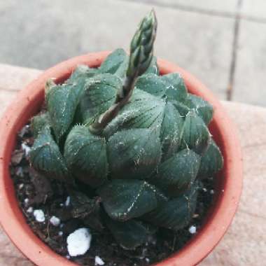 Haworthia Cymbiformis