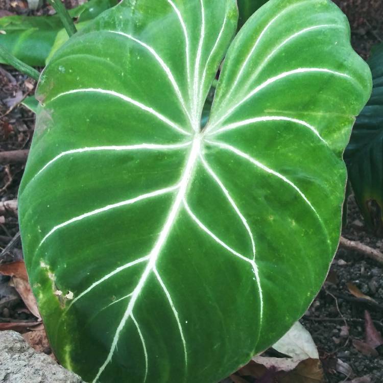 Plant image Philodendron gloriosum