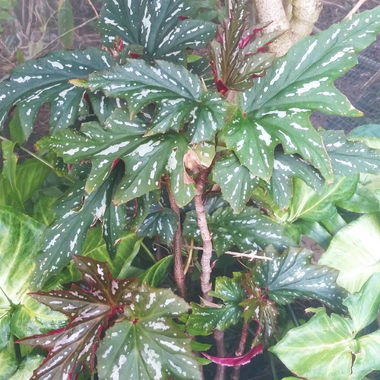 Plant image Begonia 'Sophie Cecile'