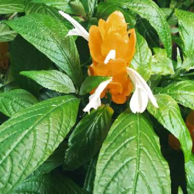 Pachystachys lutea