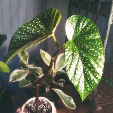 Begonia coccinea