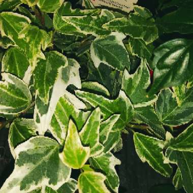 Hedera helix 'Adam'