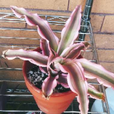 Cryptanthus Bivittatus