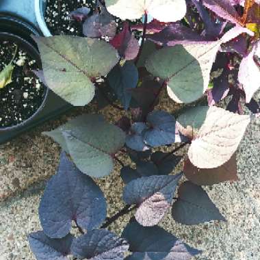 Ipomoea Batatas 'Solar Tower Black'